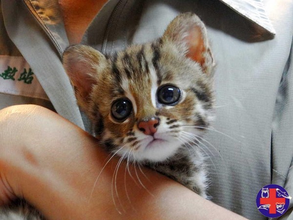 Chinese leopard cat